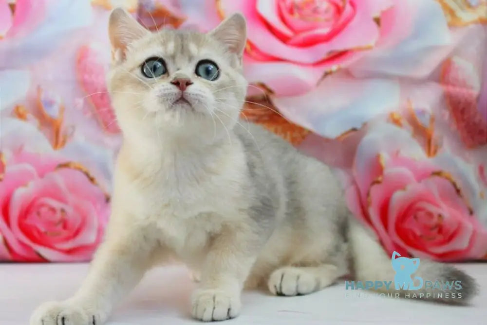 Samanta British Shorthair female blue golden shaded live animals