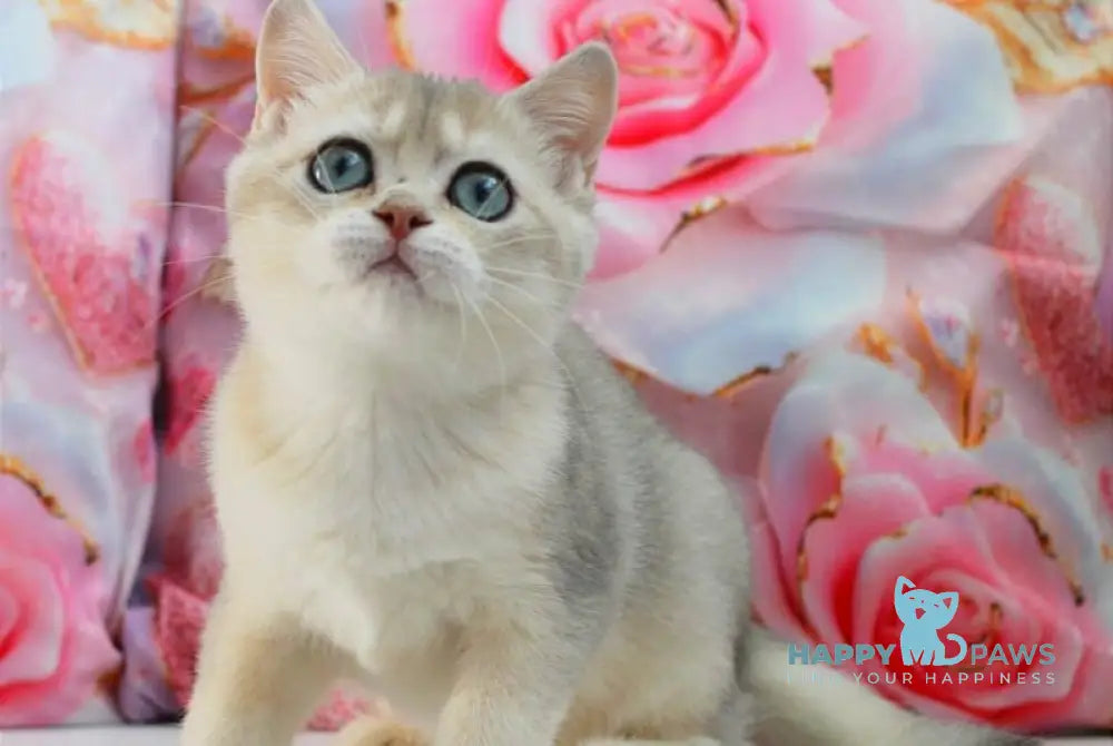 Samanta British Shorthair female blue golden shaded live animals