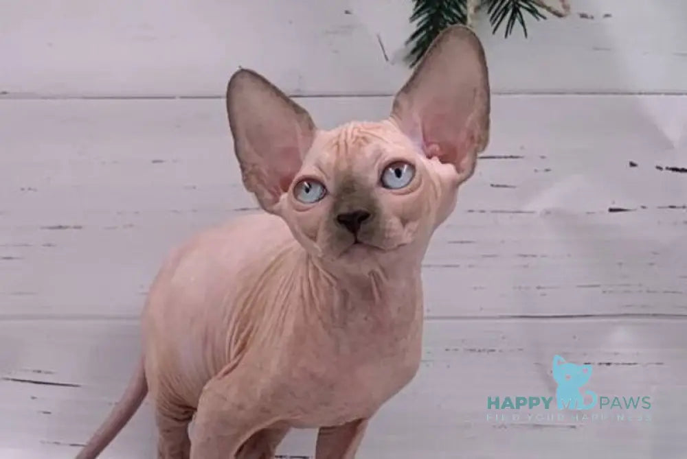 Samanta Canadian Sphynx female blue pointed live animals