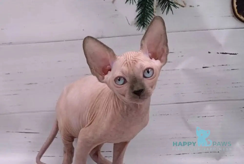 Samanta Canadian Sphynx female blue pointed live animals