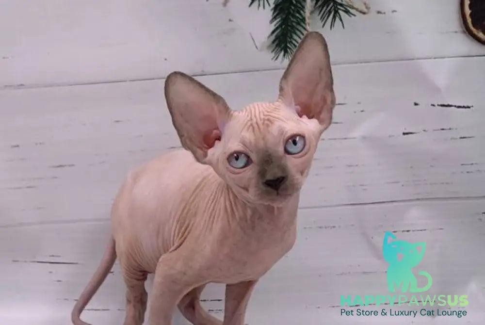 Samanta Canadian Sphynx female blue pointed live animals