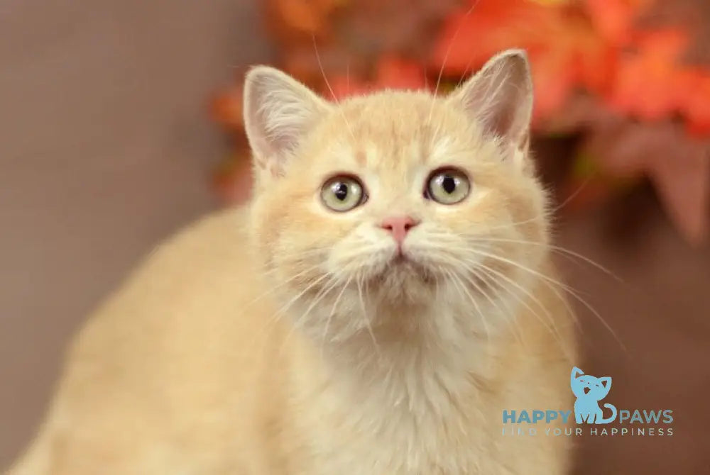 Samantha British Shorthair female lilac golden chinchilla live animals