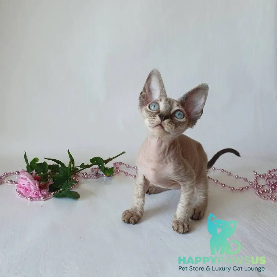 Samantha Devon Rex female black tabby pointed - live animals