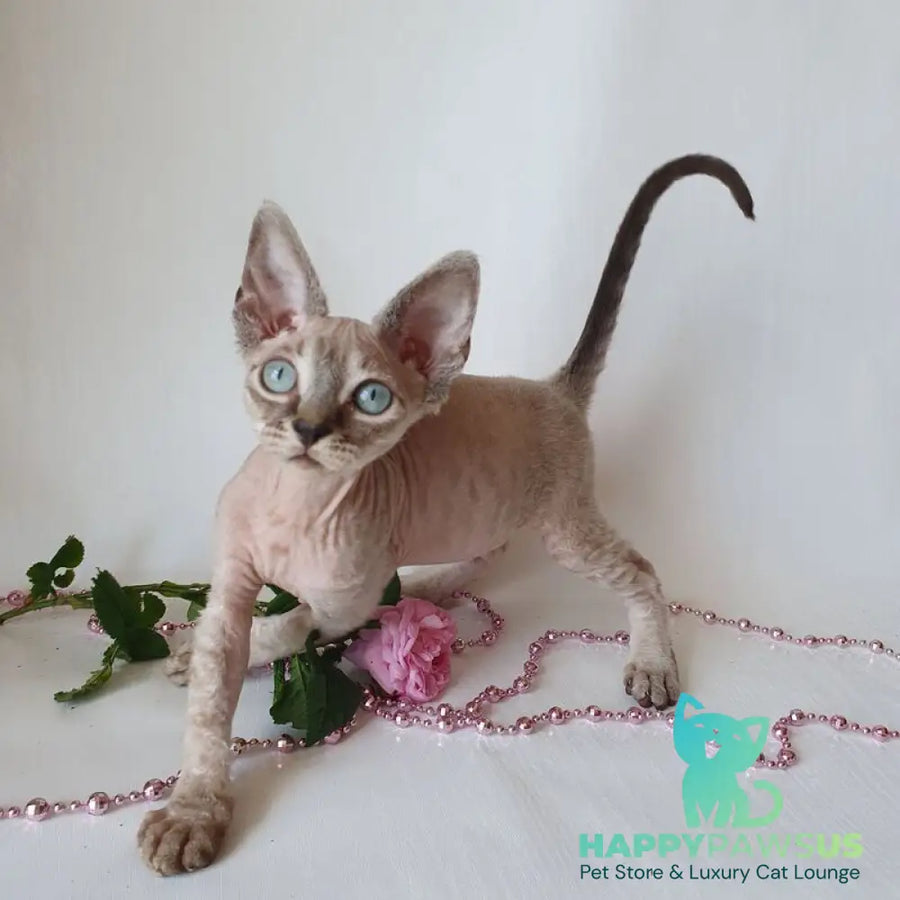 Samantha Devon Rex female black tabby pointed - live animals