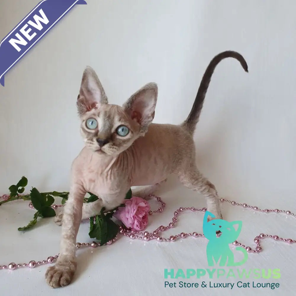 Samantha Devon Rex female black tabby pointed - live animals