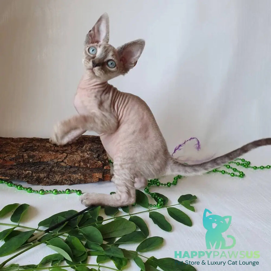 Samantha Devon Rex female black tabby pointed - live animals