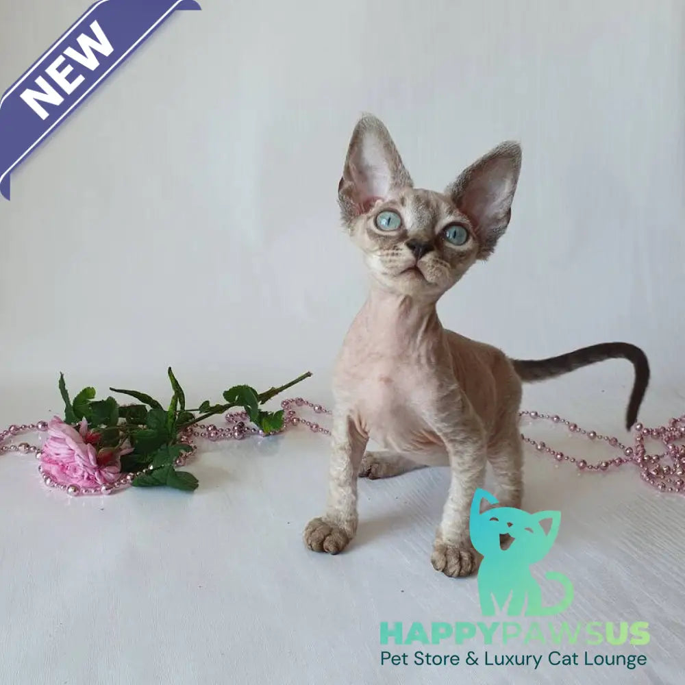 Samantha Devon Rex female black tabby pointed - live animals