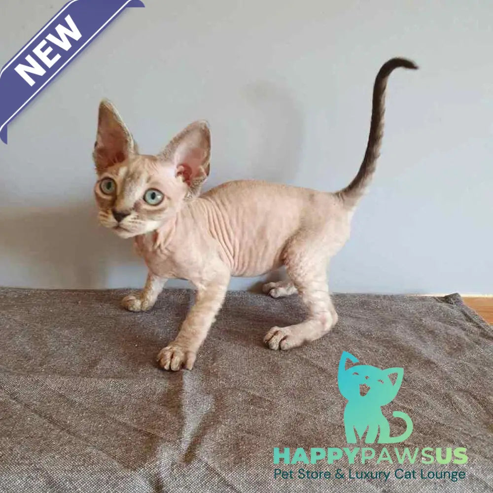 Samantha Devon Rex female black tabby pointed - live animals