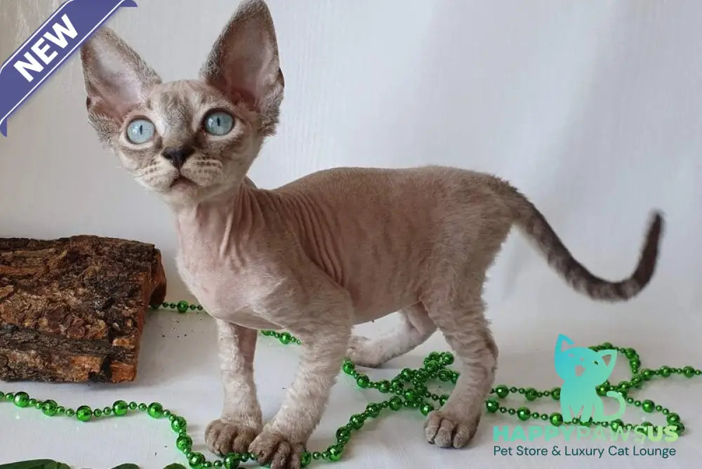 Samantha Devon Rex female black tabby pointed - live animals