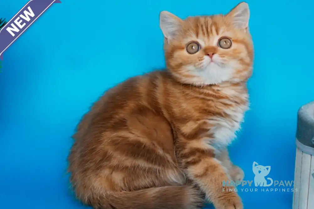 Samba Scottish Straight female cinnamon tabby live animals