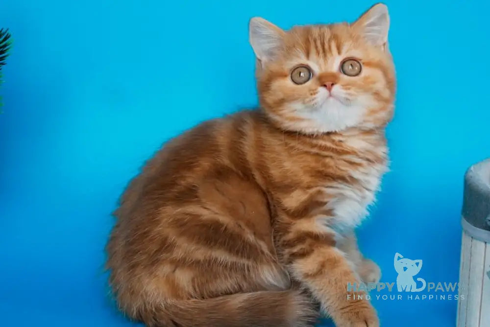 Samba Scottish Straight female cinnamon tabby live animals
