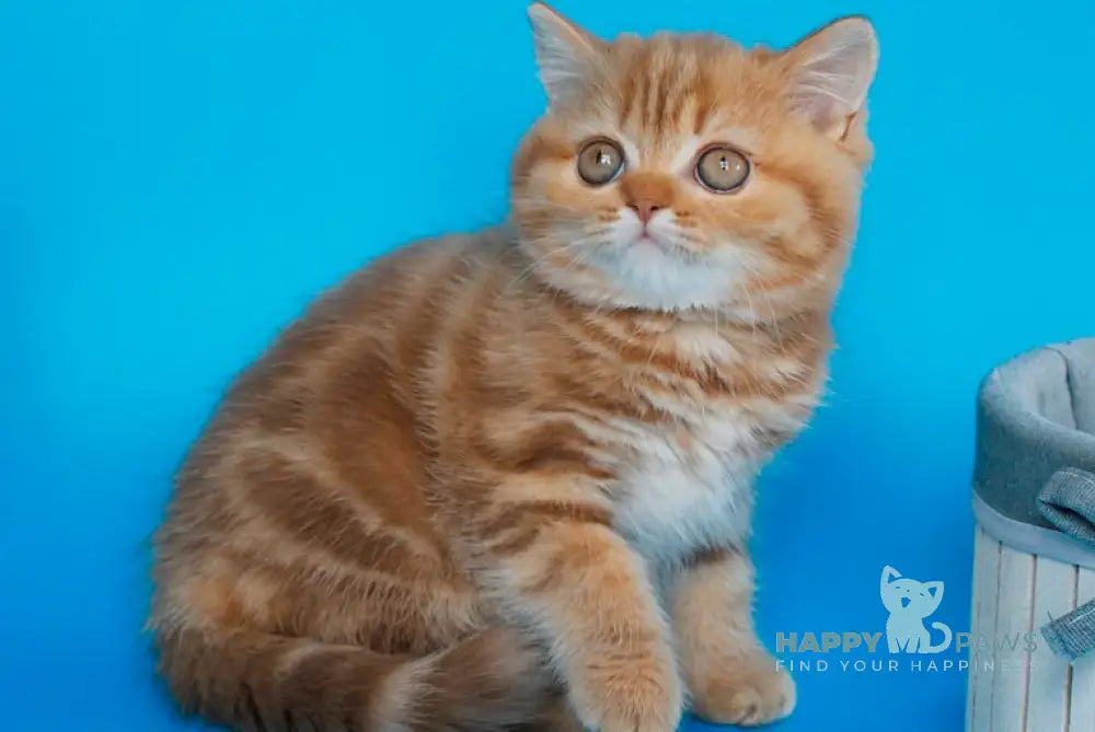 Samba Scottish Straight female cinnamon tabby live animals