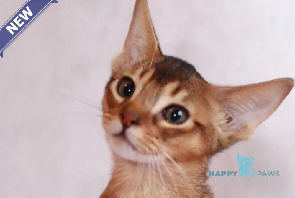 Samir Abyssinian male black live animals