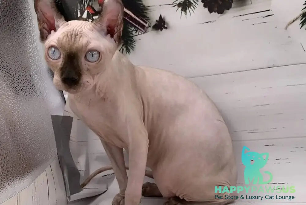Sammi Elf male black pointed - live animals