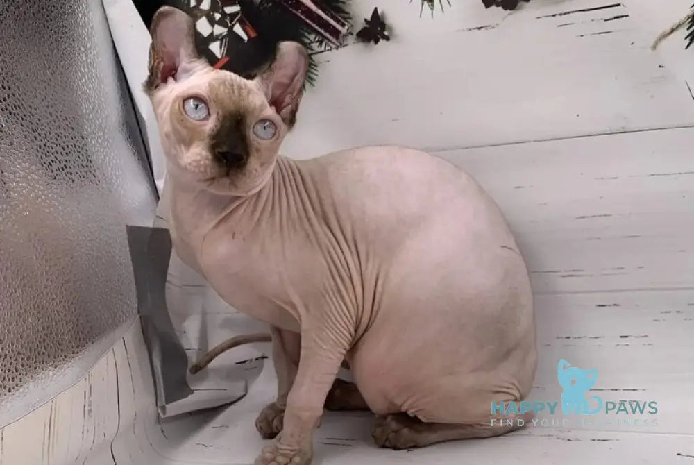 Sammi Elf male black pointed - live animals