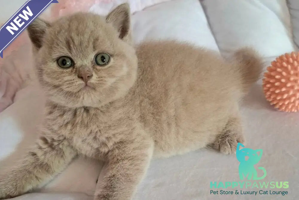 Samson British Shorthair male lilac - live animals