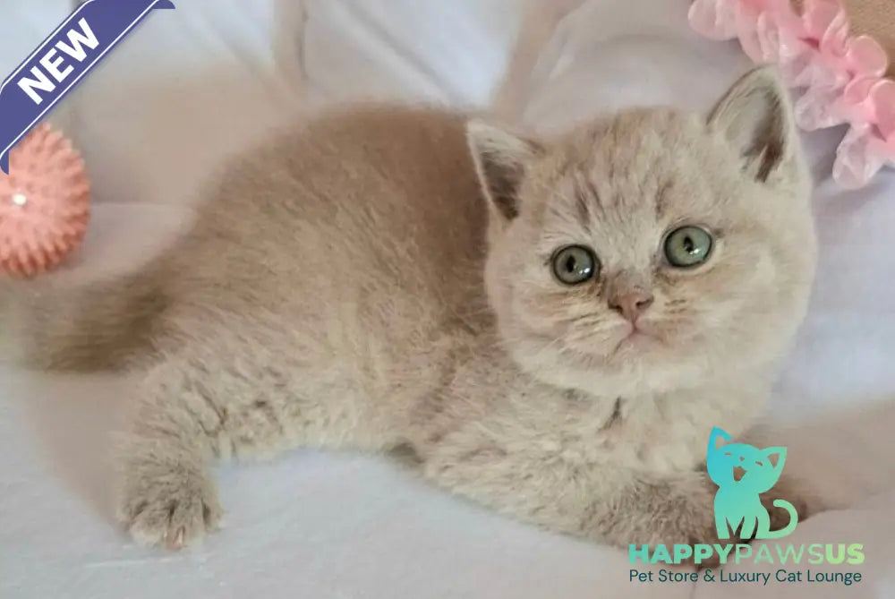 Samson British Shorthair male lilac - live animals