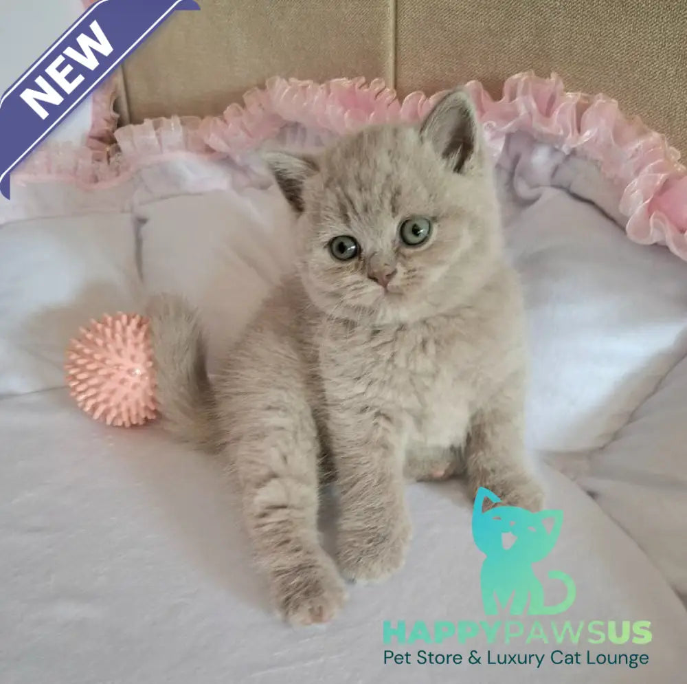 Samson British Shorthair male lilac - live animals
