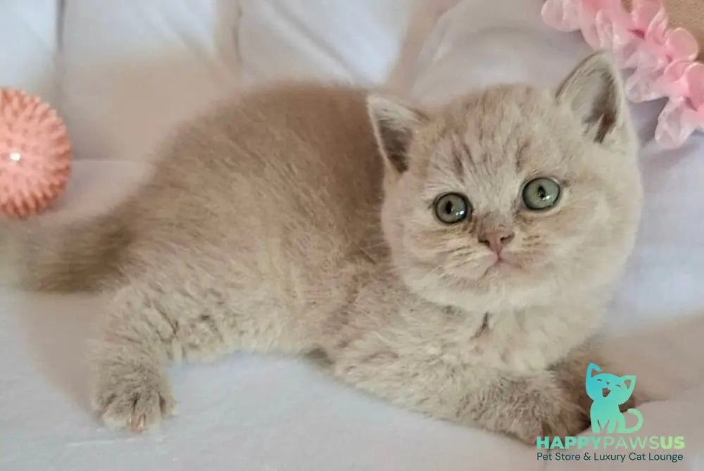 Samson British Shorthair male lilac - live animals