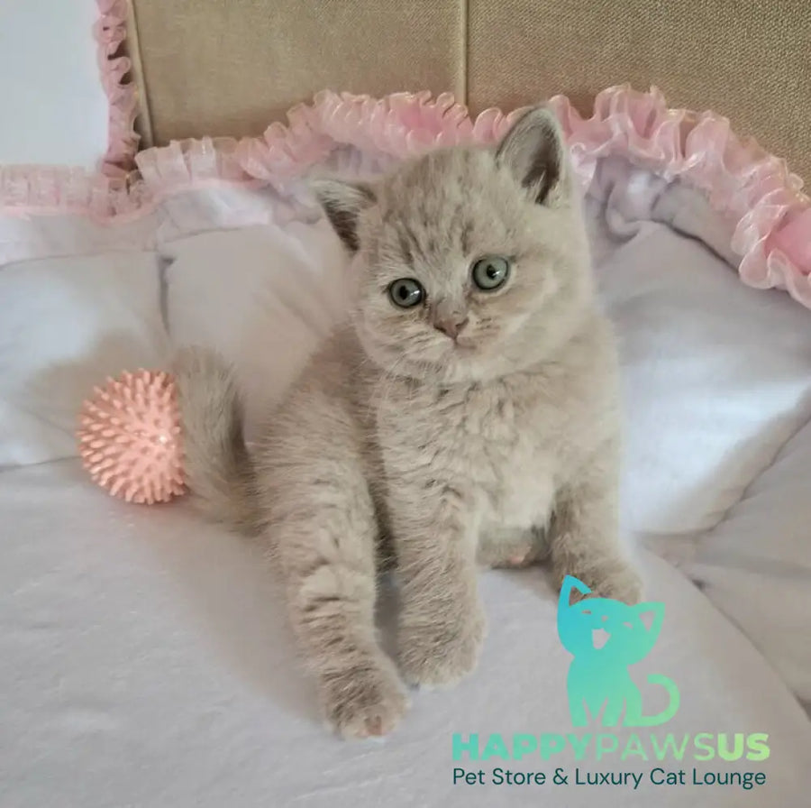 Samson British Shorthair male lilac - live animals