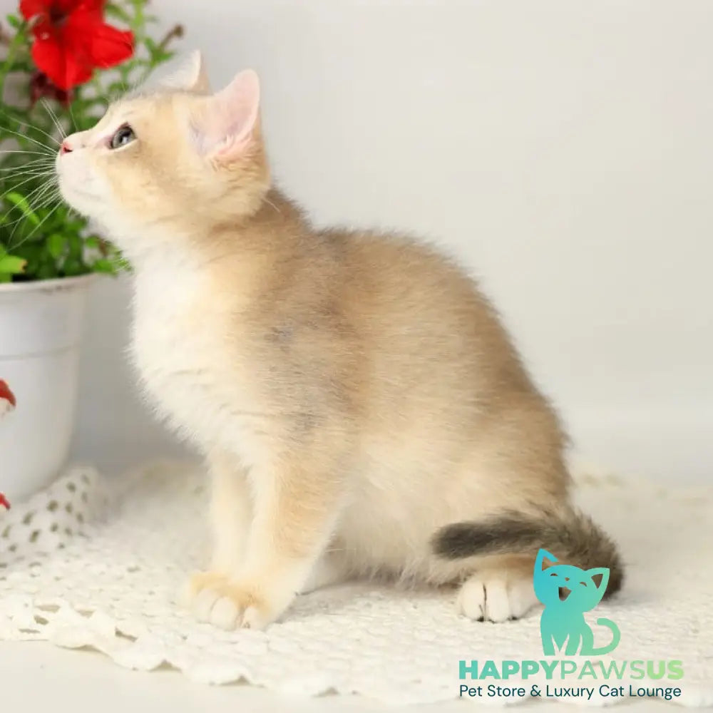 Samuel British Shorthair male blue golden chinchilla - live animals