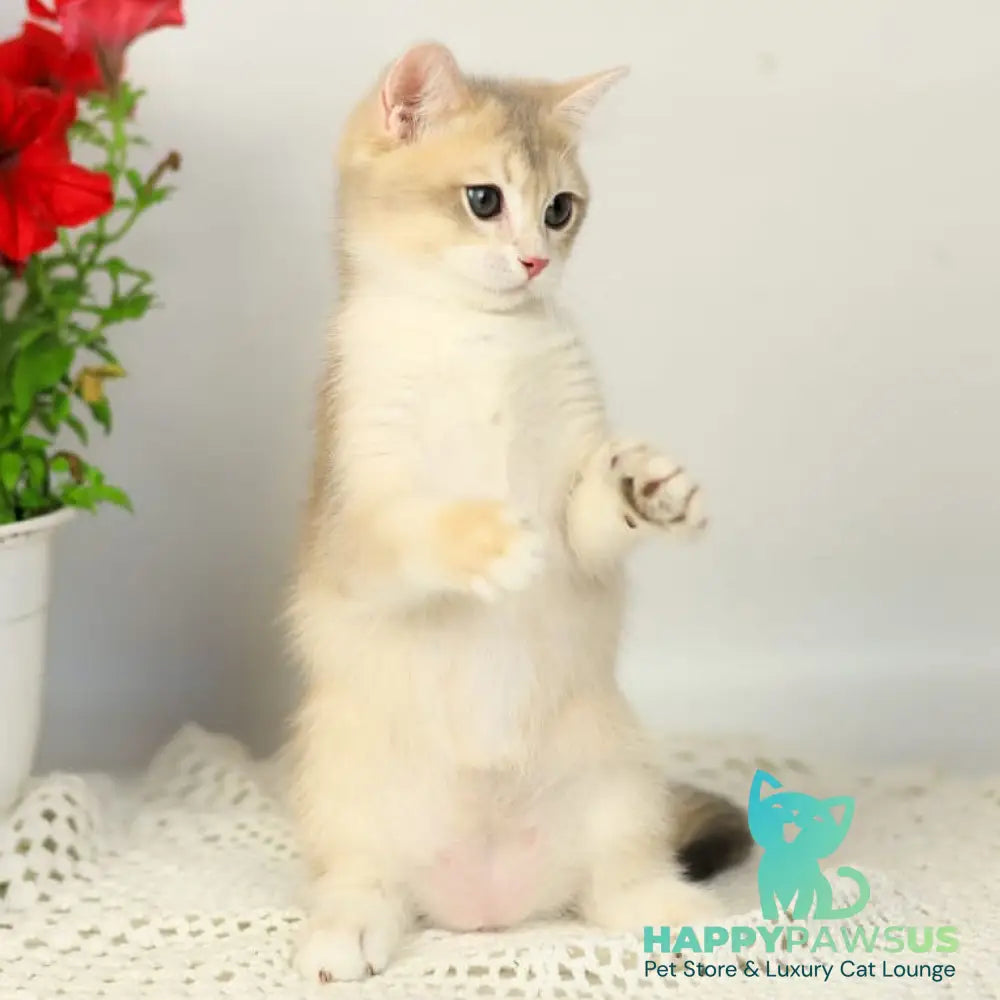 Samuel British Shorthair male blue golden chinchilla - live animals
