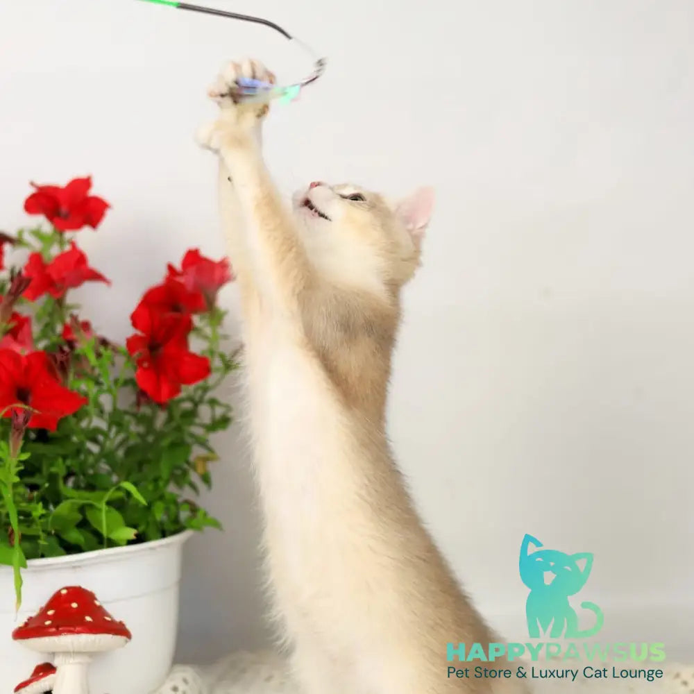 Samuel British Shorthair male blue golden chinchilla - live animals
