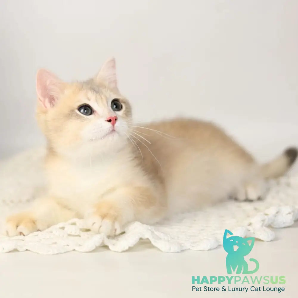 Samuel British Shorthair male blue golden chinchilla - live animals