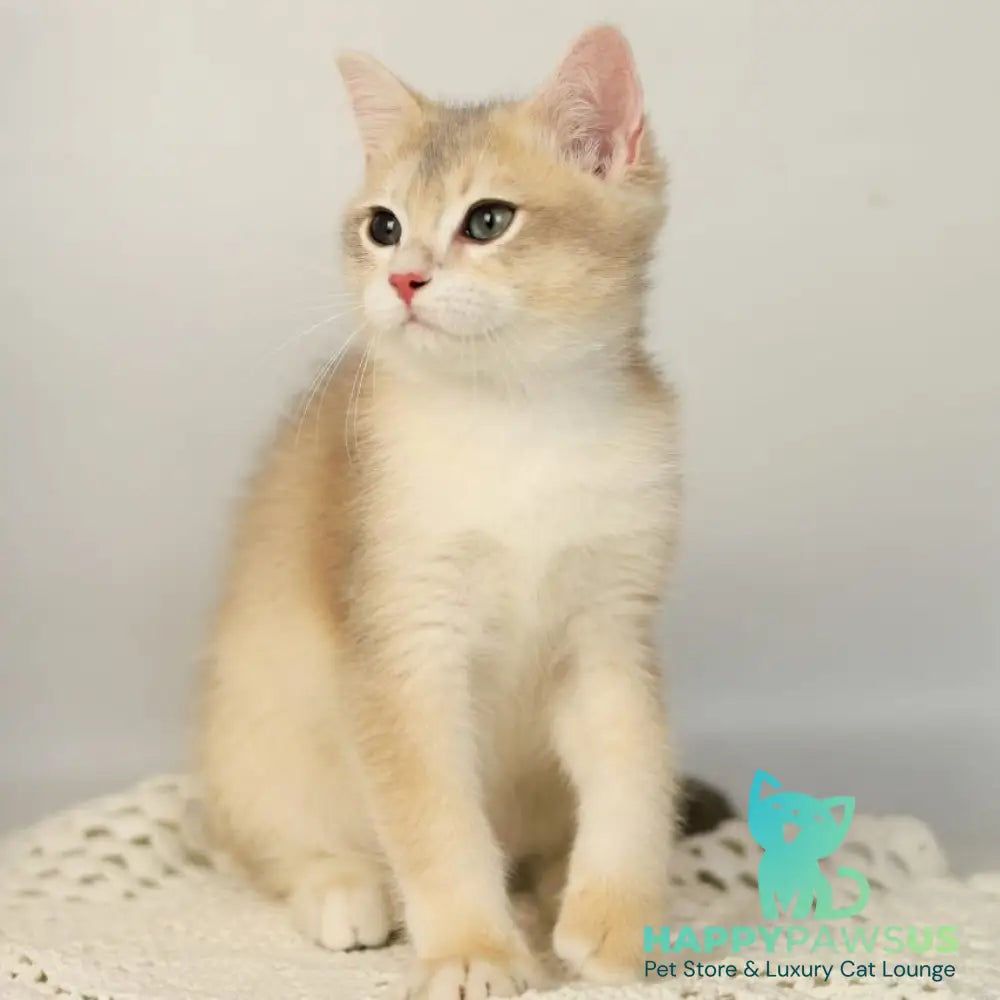 Samuel British Shorthair male blue golden chinchilla - live animals