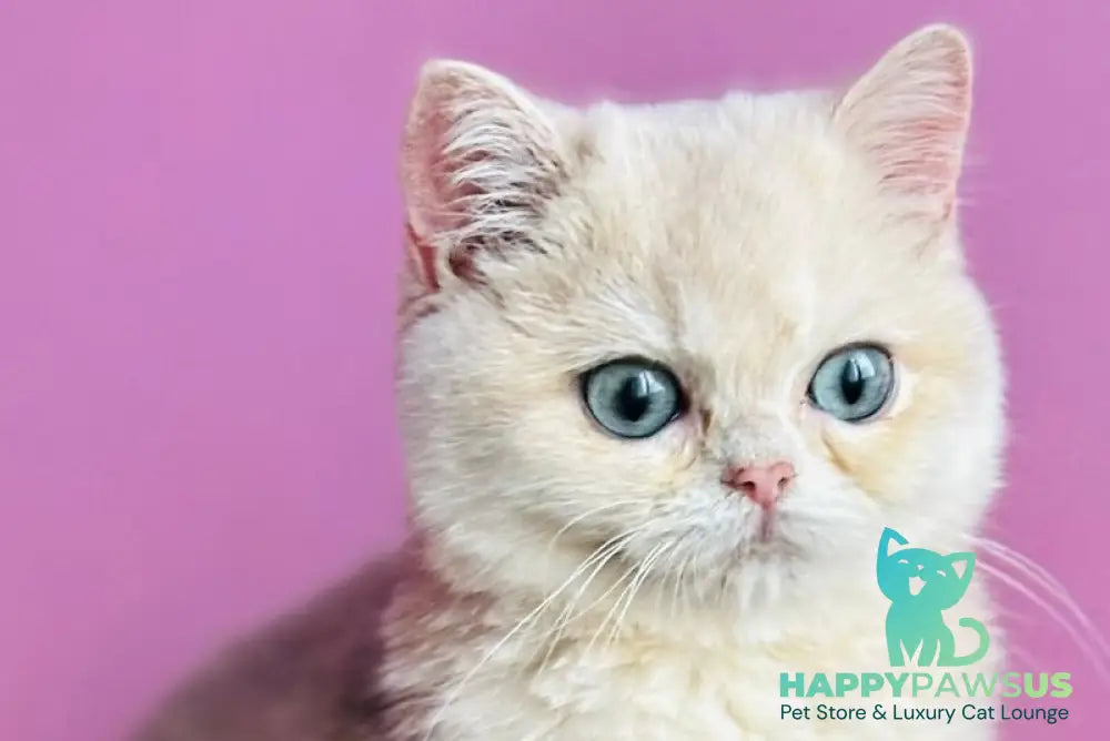Samuel British Shorthair male blue golden shaded live animals