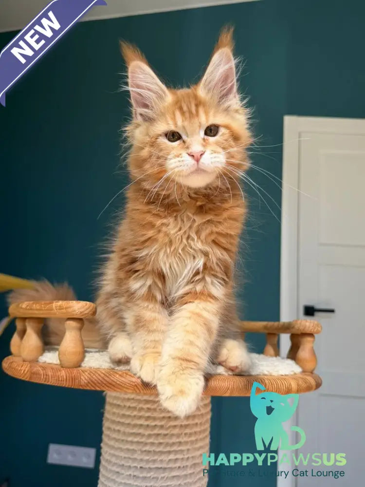 Samuel Maine Coon male red tabby - live animals