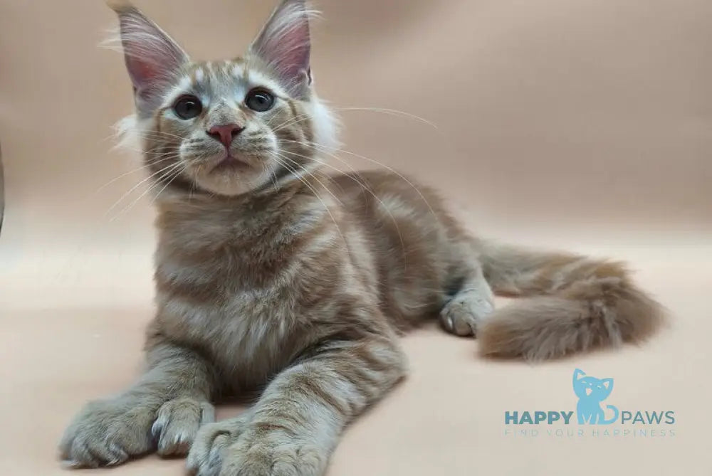 Samuel Maine Coon male red tabby live animals