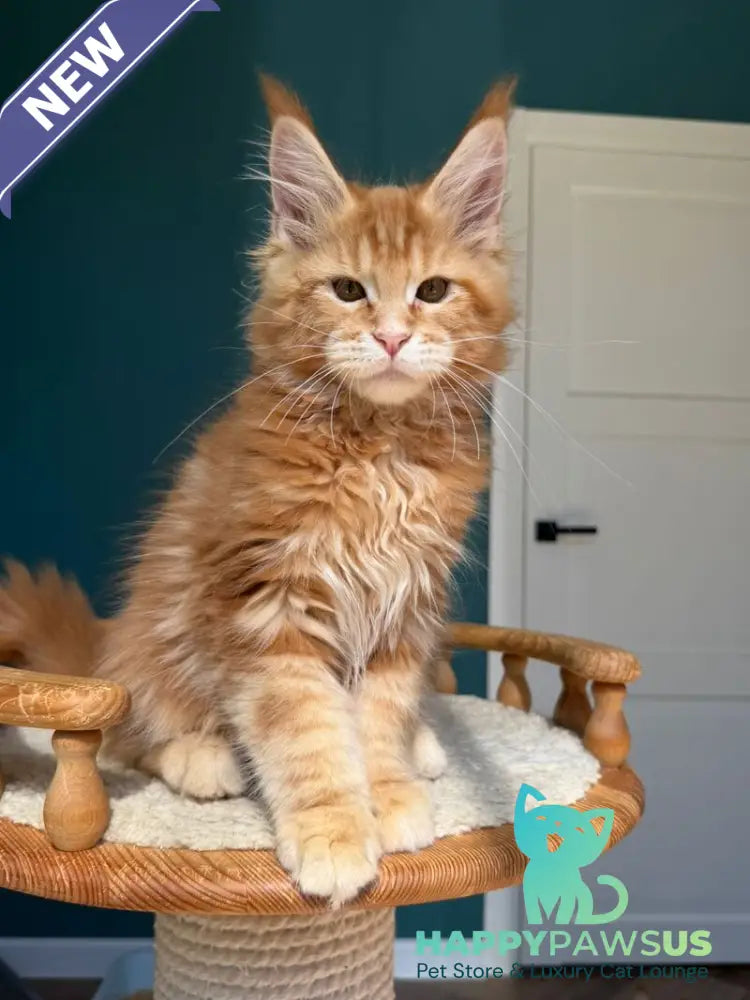 Samuel Maine Coon male red tabby - live animals