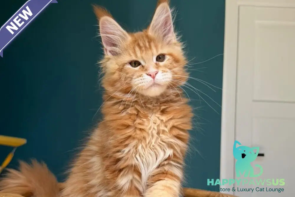 Samuel Maine Coon male red tabby - live animals