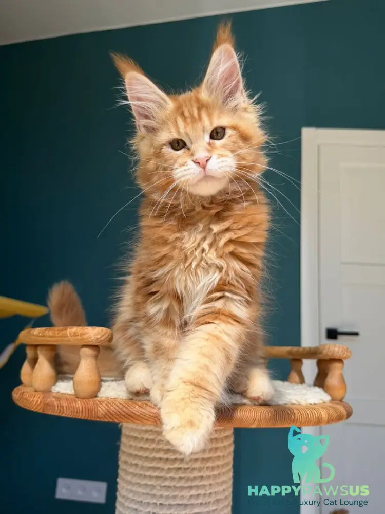 Samuel Maine Coon male red tabby - live animals