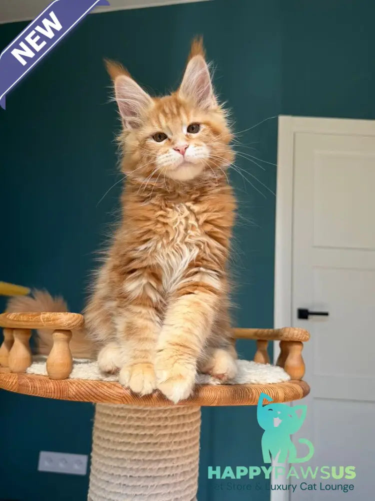 Samuel Maine Coon male red tabby - live animals