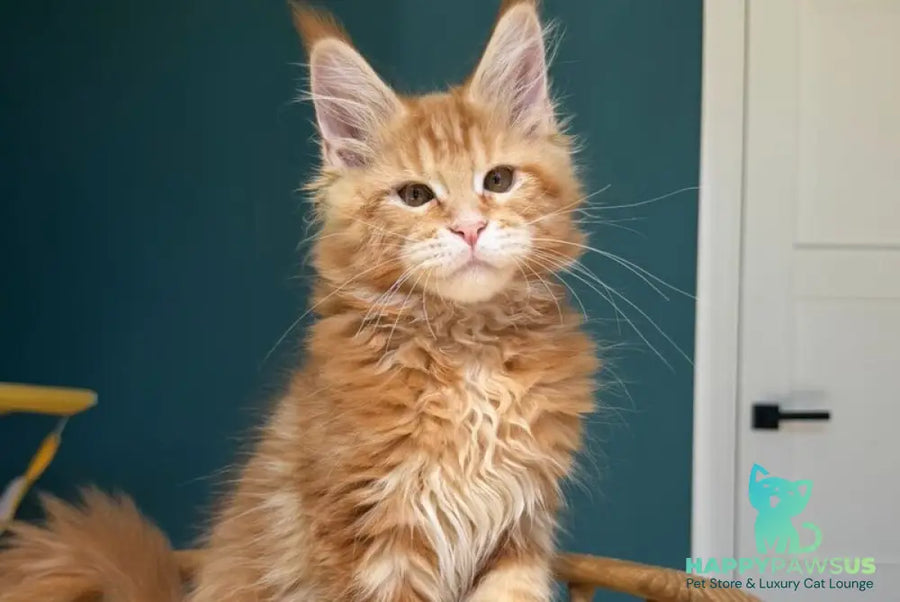 Samuel Maine Coon male red tabby - live animals
