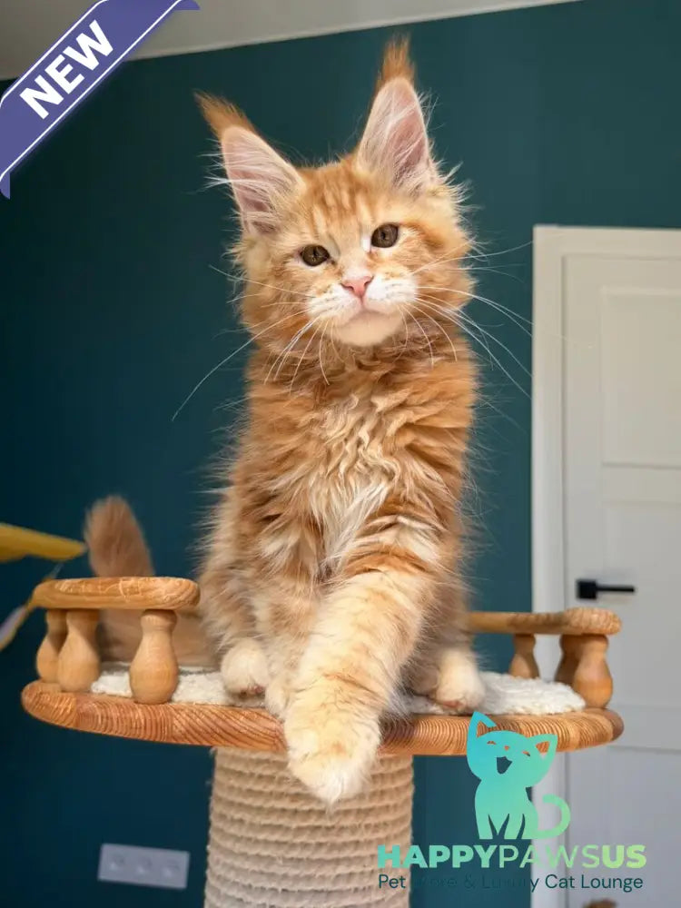 Samuel Maine Coon male red tabby - live animals