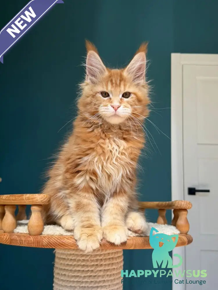 Samuel Maine Coon male red tabby - live animals