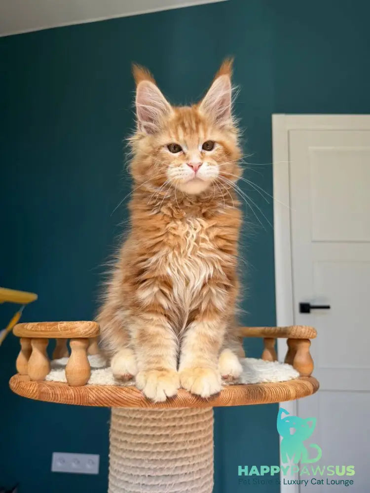 Samuel Maine Coon male red tabby - live animals