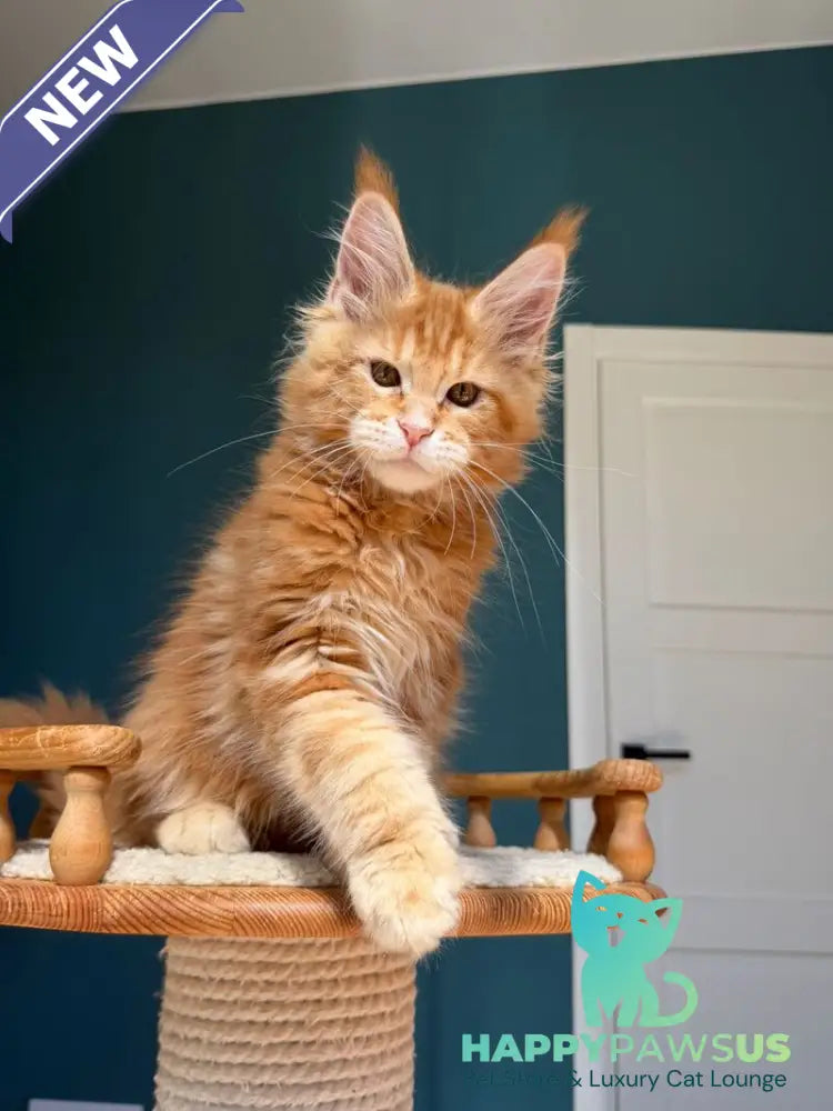 Samuel Maine Coon male red tabby - live animals