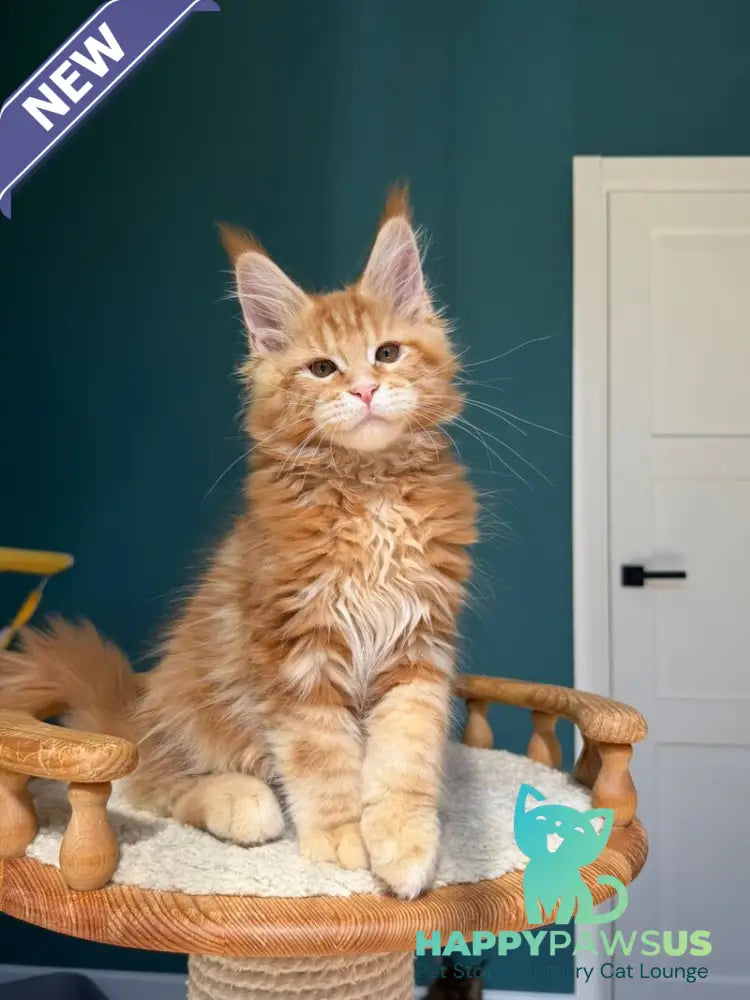 Samuel Maine Coon male red tabby - live animals