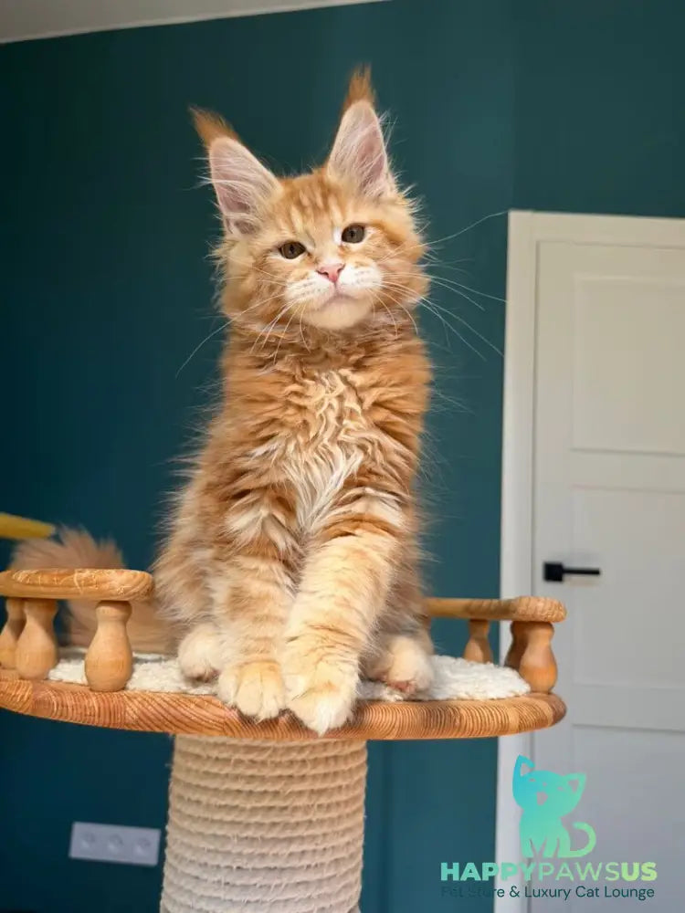 Samuel Maine Coon male red tabby - live animals