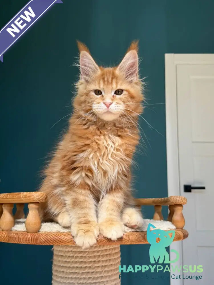 Samuel Maine Coon male red tabby - live animals