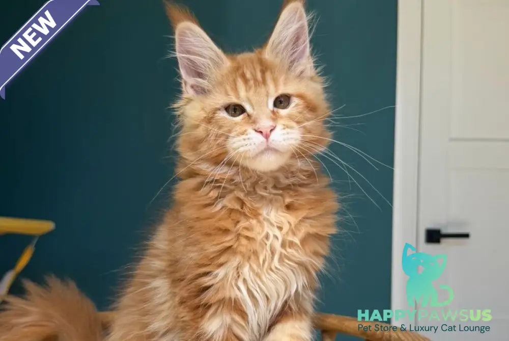 Samuel Maine Coon male red tabby - live animals