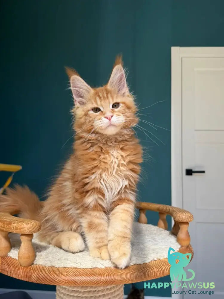 Samuel Maine Coon male red tabby - live animals