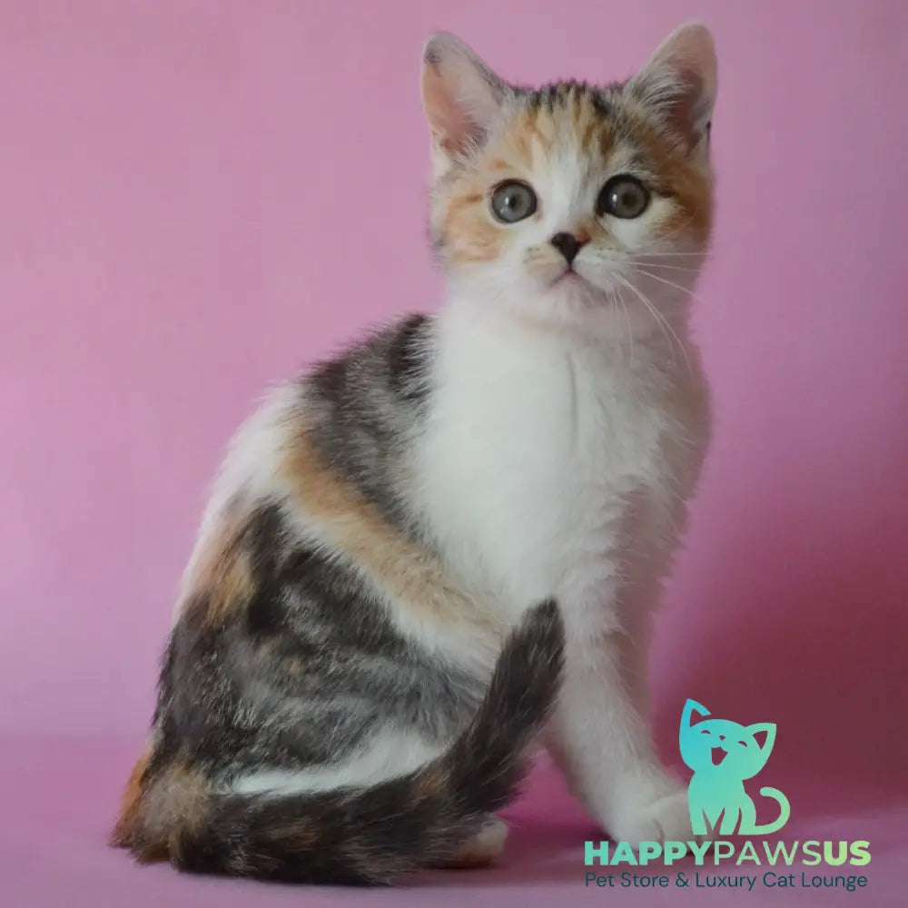 Sandi Scottish Straight female black tortie silver tabby bicolour - live animals