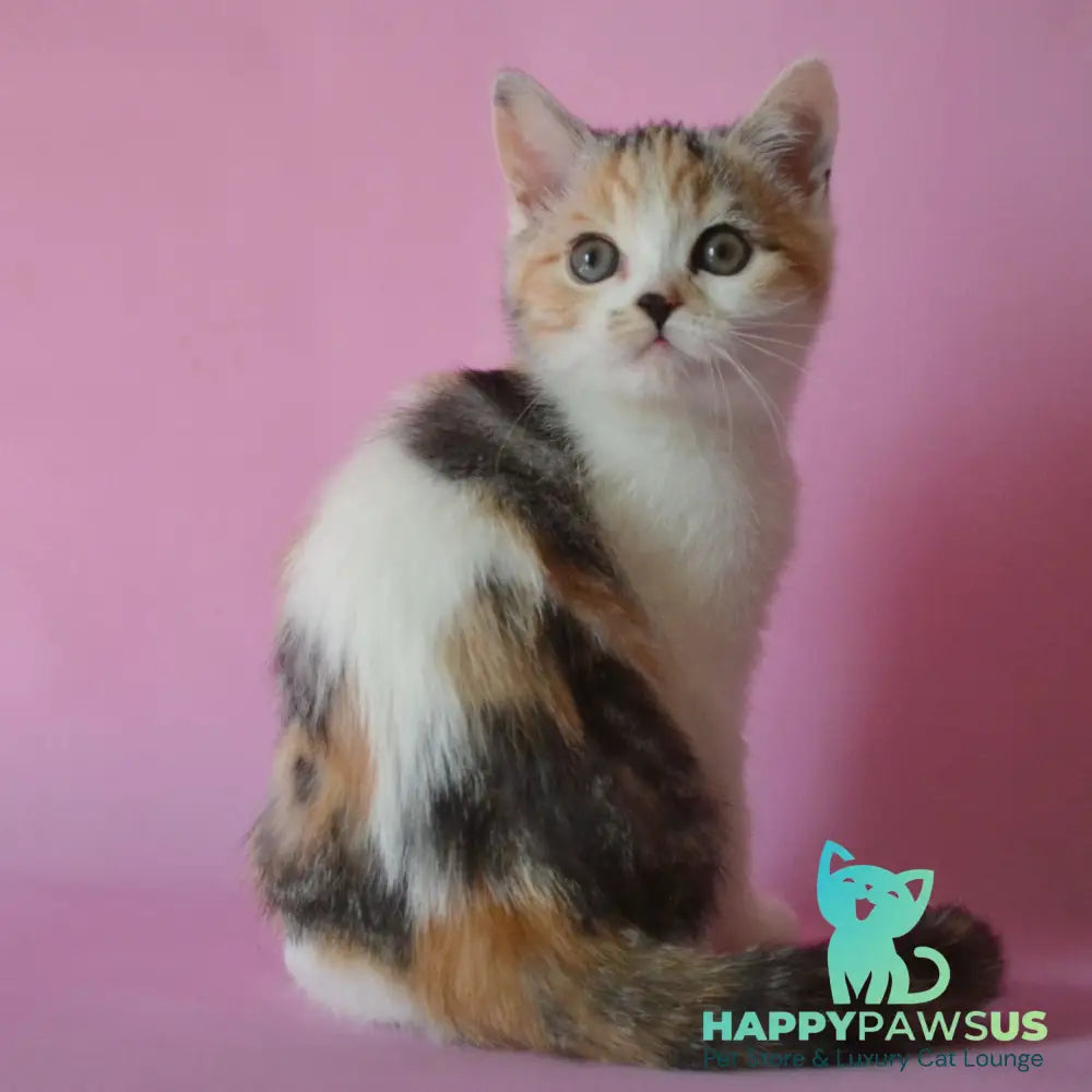Sandi Scottish Straight female black tortie silver tabby bicolour - live animals