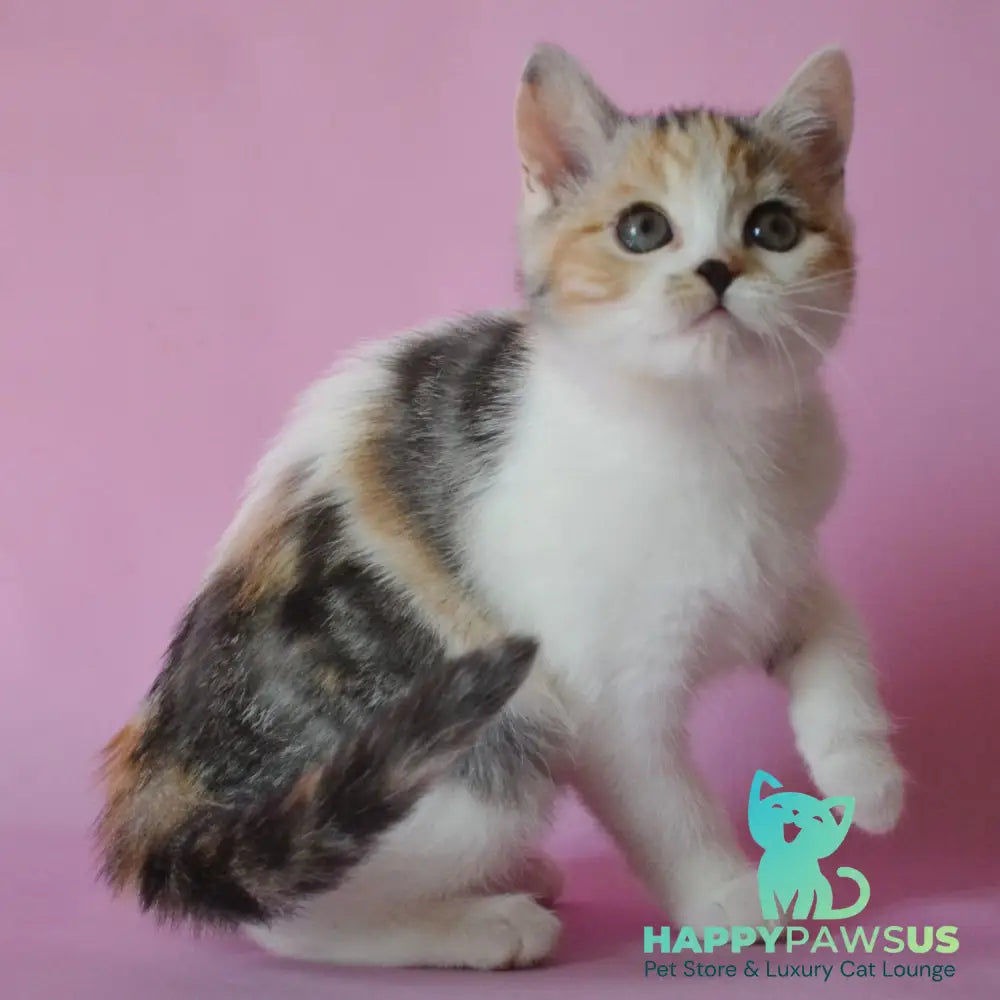 Sandi Scottish Straight female black tortie silver tabby bicolour - live animals