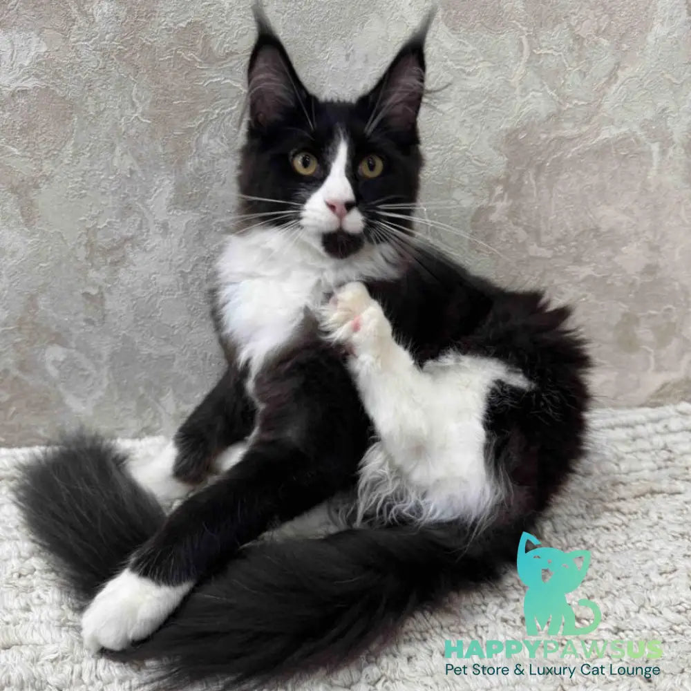 Sandra Maine Coon female black silver bicolour - live animals